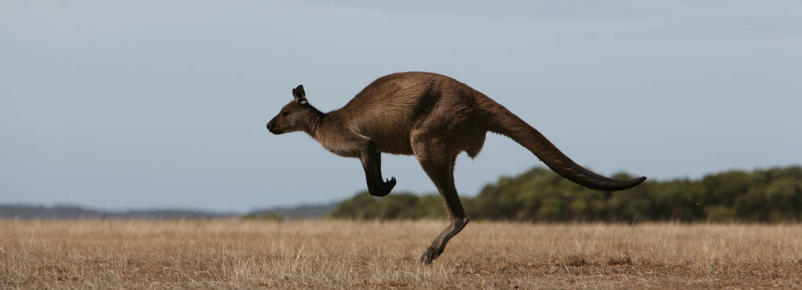 Flying Kangaroo — Rezepte Suchen